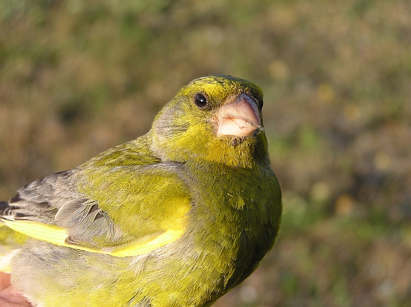 European Greenfinch, Sundre 20080602